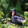 The Haitises National Park birds island tours and